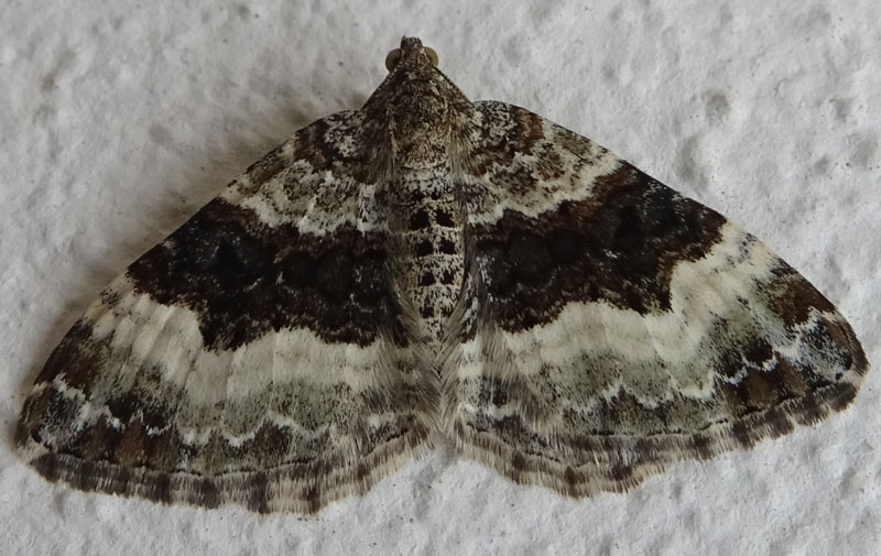 Epirrhoe alternata o rivata ? - Geometridae